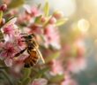 Biene an einer Manuka-Blüte hebt neuseeländisches Gold. (Foto: AdobeStock_702831869 vxnaghiyev)